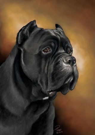 Кане Корсо морда