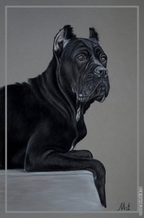 Кане Корсо арт