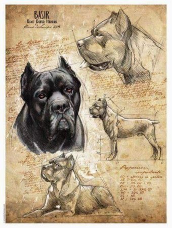 Кане Корсо арт