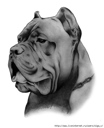 Кане Корсо собака