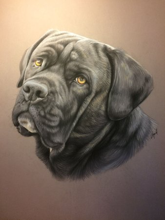 Мастиф Кане Корсо арт