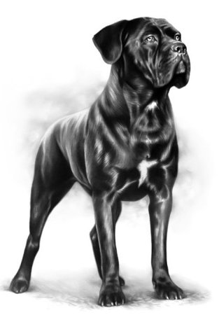 Рисунок собаки Кане Корсо