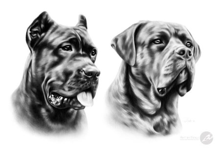 Кане Корсо вектор