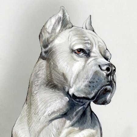 Кане Корсо набросок