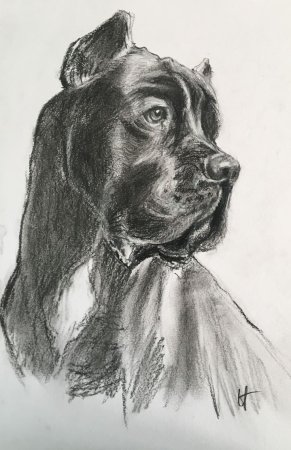 Кане Корсо набросок