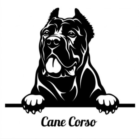 Кане Корсо собака vector
