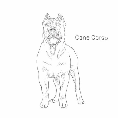 Кане Корсо собака вектор