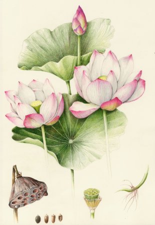 Nelumbo nucifera Ботаническая иллюстрация