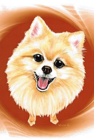 Шпиц рисунок