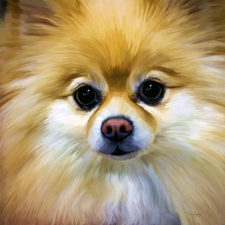 Померанский шпиц портрет