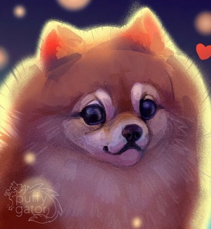 Шпиц Лисенок