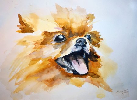 Шпиц акварелью