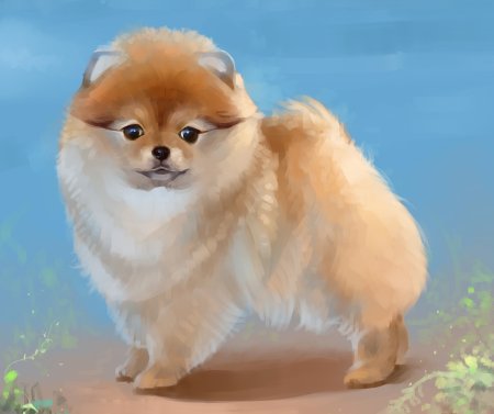 Имеретинский шпиц