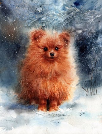 Померанский шпиц акварелью