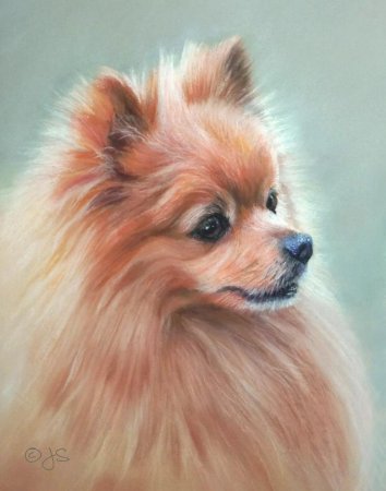 Померанский шпиц акварелью