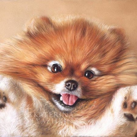 Померанский шпиц 3d