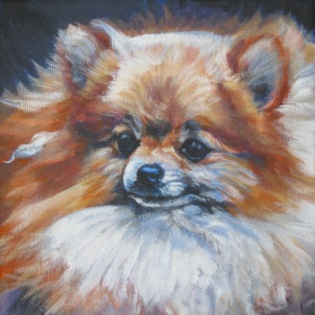 Чудесная игла померанский шпиц