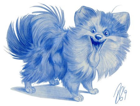 Померанский шпиц шарж