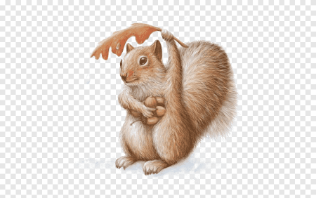 Нарисовать белочку