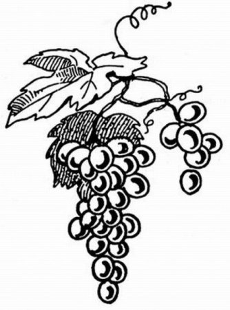 Гроздья винограда узор