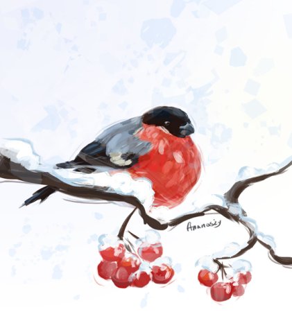 Снегирь рисунок
