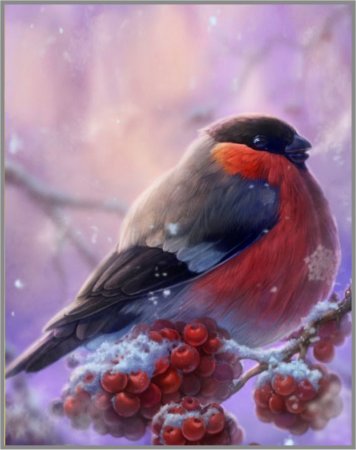 Снегирь рисунок