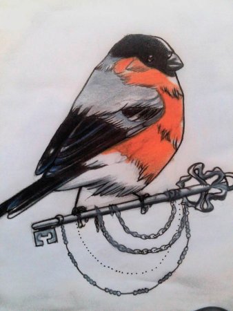 Снегирь рисунок