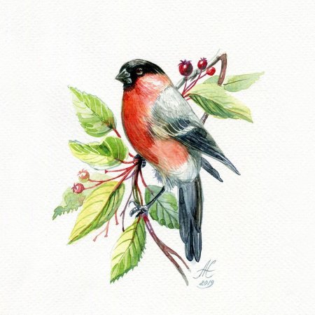 Снегири зимой на белом фоне