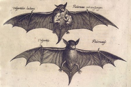 Крылья летучей мыши арт