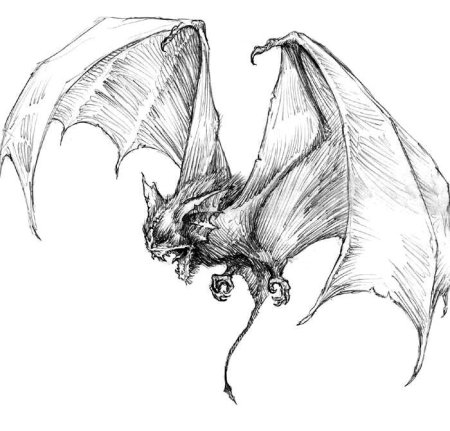 Летучая мышь рисунок