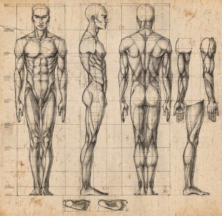 Пропорции человека в полный рост Баммес