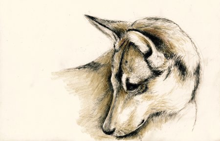 Матита рисунки