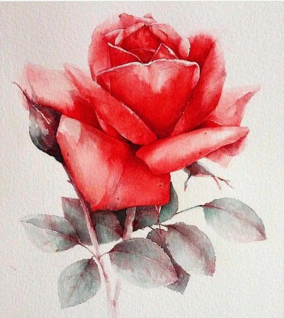 Розовые цветы нарисованные