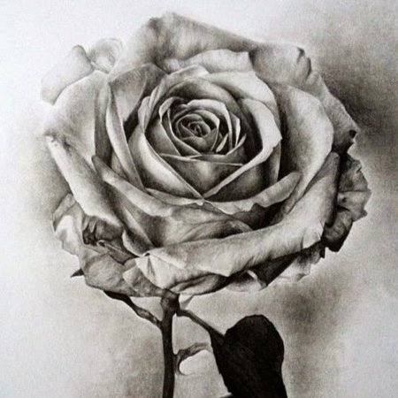 Роза в руке арт