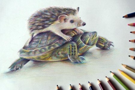 Ёжик рисунок карандашом цветным