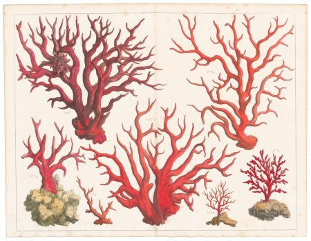 Кораллы гравюра