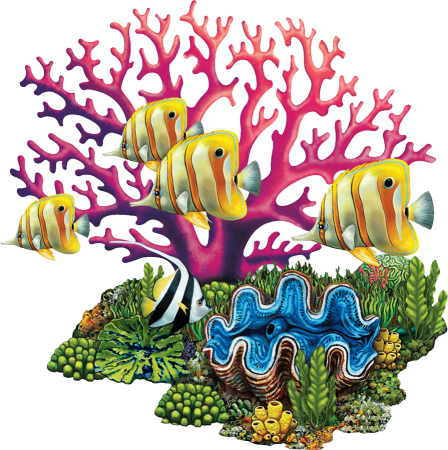 Кораллы для детей