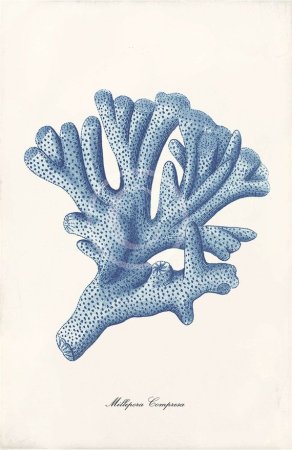 Стилизованные кораллы