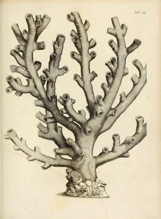 Кораллы рисунок