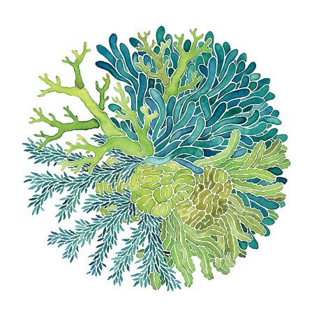 Морские водоросли акварель