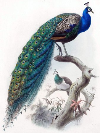 Daniel Giraud Elliot 1835-1915