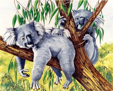 Коала рисунок
