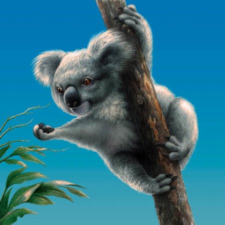 Коала иллюстрация