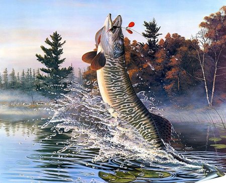 Щука выпрыгивает из воды