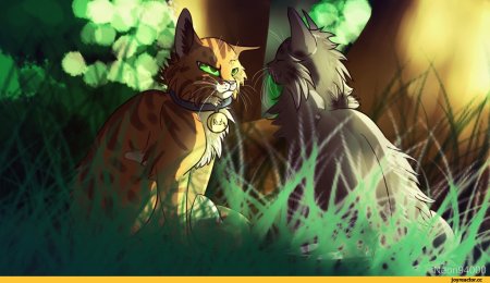 Коты Воители Warriors Cats