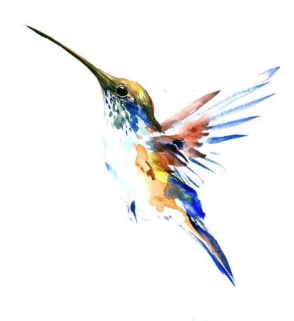 Колибри скетч акварелью