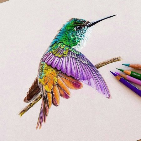 Колибри цветными карандашами