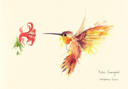 Колибри акварель