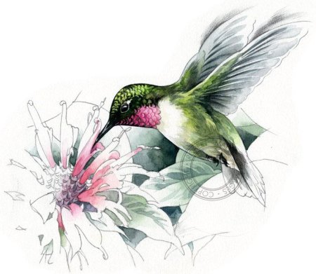 Колибри рисунок