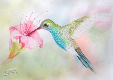Райская птичка акварель